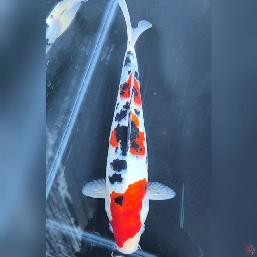 ( 24CM ) SANKE 3STEP ORI - MALE
