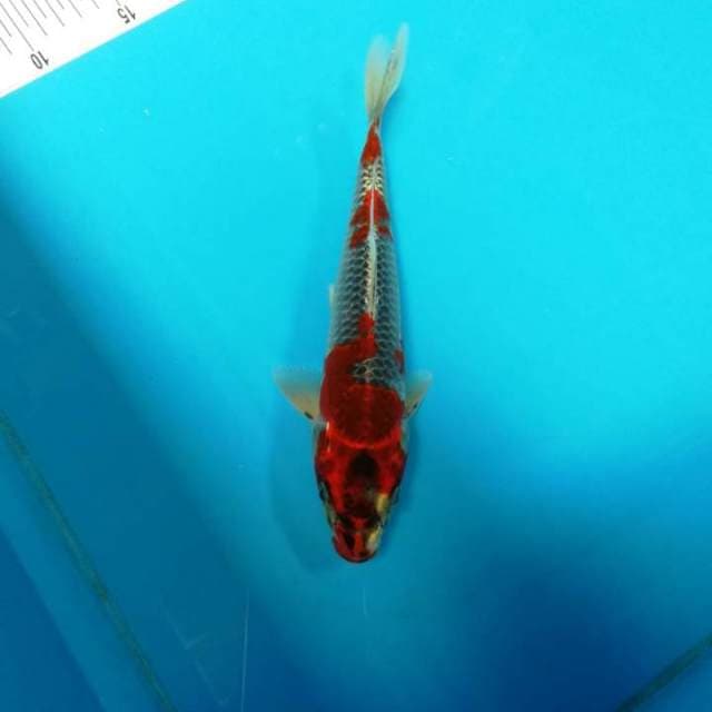 25bu Goshiki