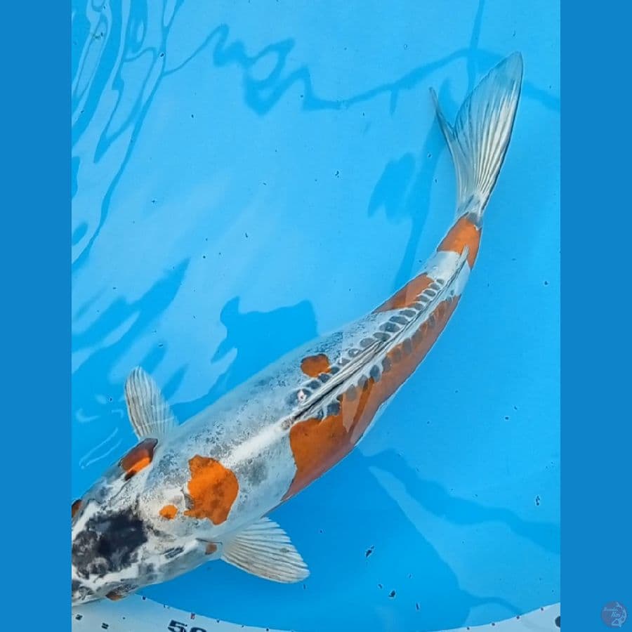 kiko