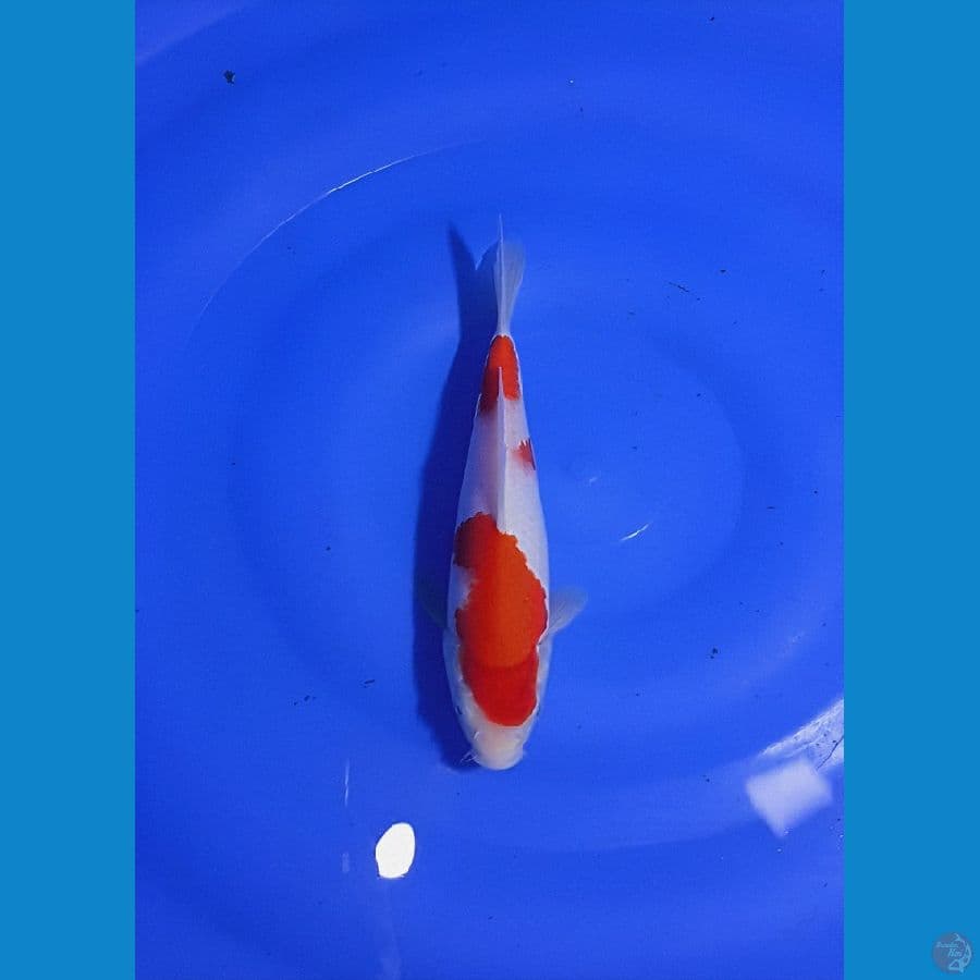 KOHAKU 001