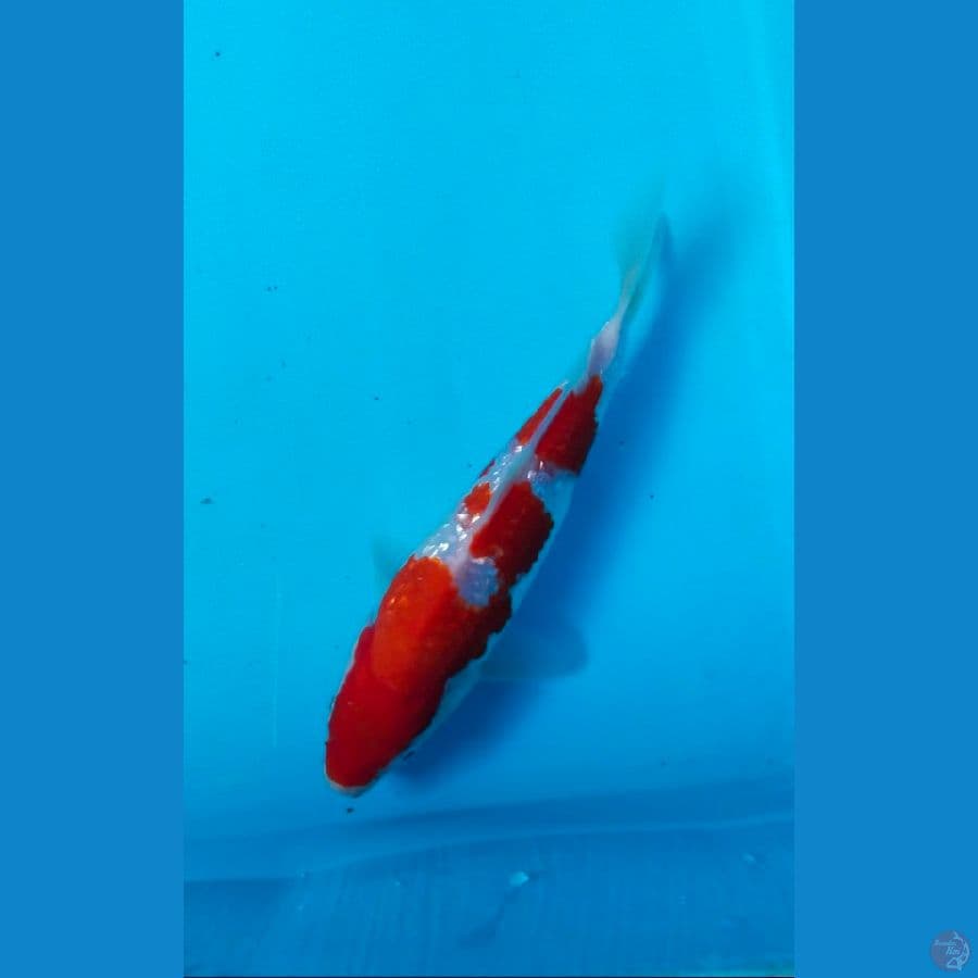 kohaku ginrin 18cm