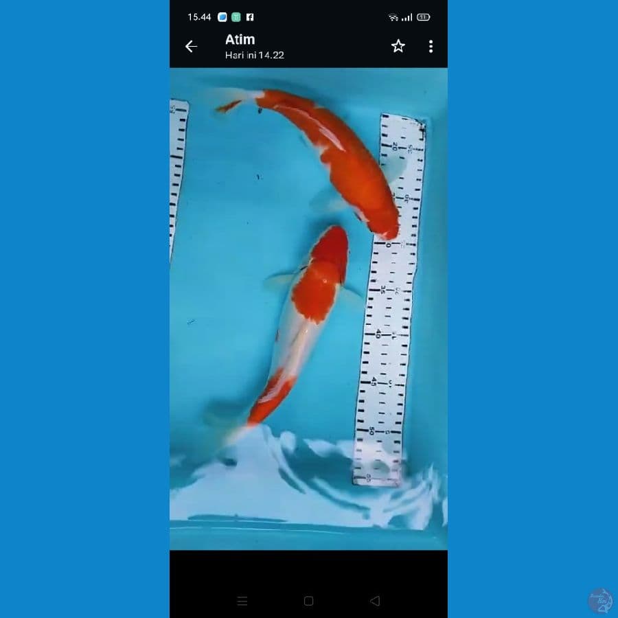 kohaku 25 26 cm