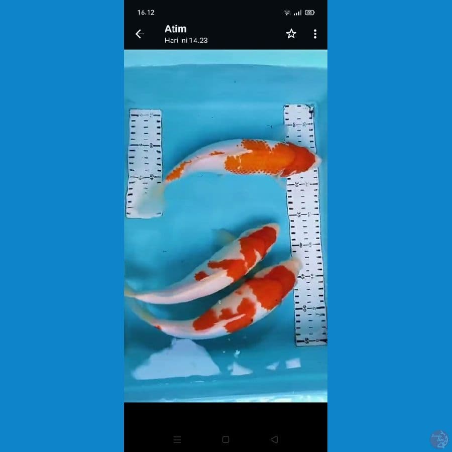 kohaku 29 30 cm