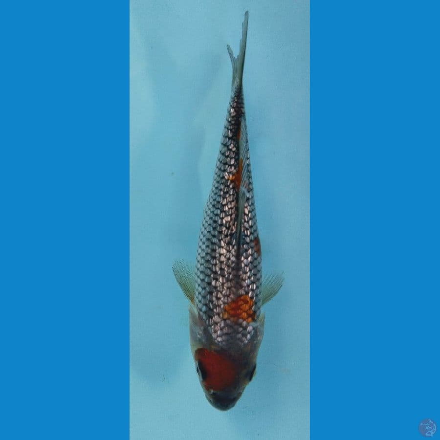 ochiba 16cm