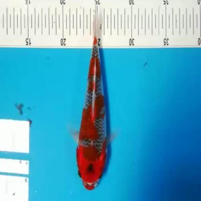 25cm Goshiki