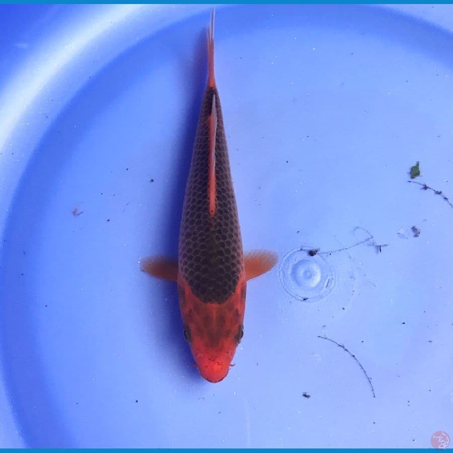 Aka Matsuba 13cm