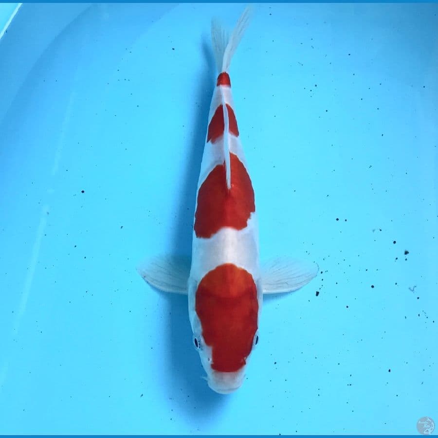 kohaku doitsu 27cm