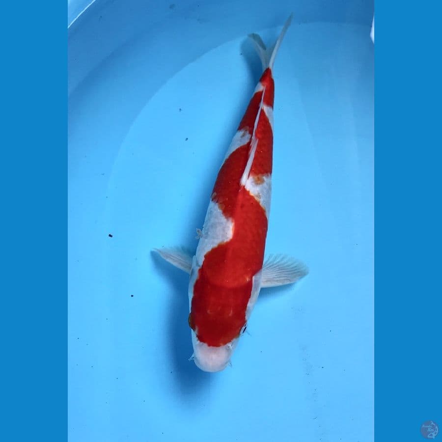 kohaku inazuma 30cm