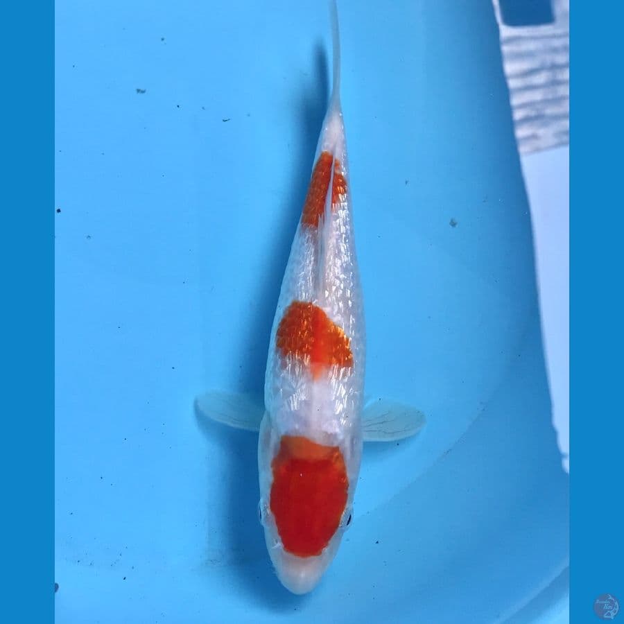 kohaku ginrin 25cm