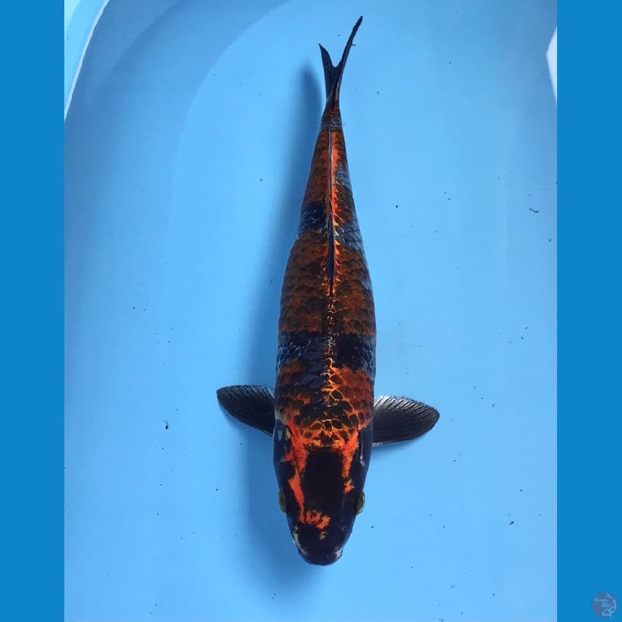 beni gingga 31cm
