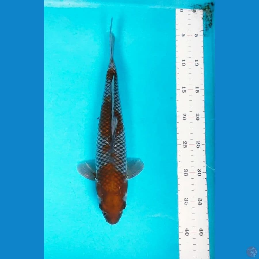 OCHIBA 34CM FM