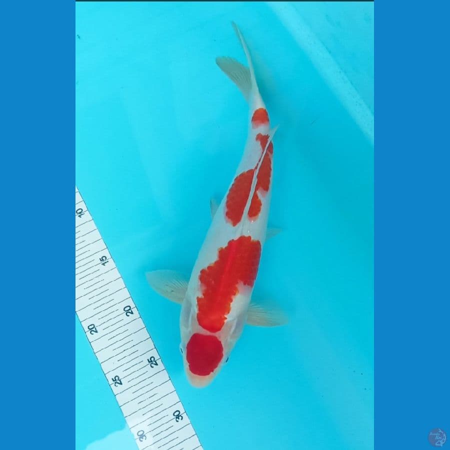 kohakhu malle halus 33 cm