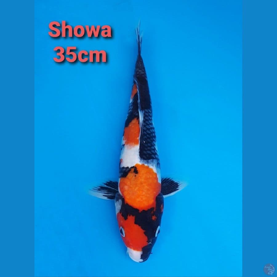 SHOWA 35CM