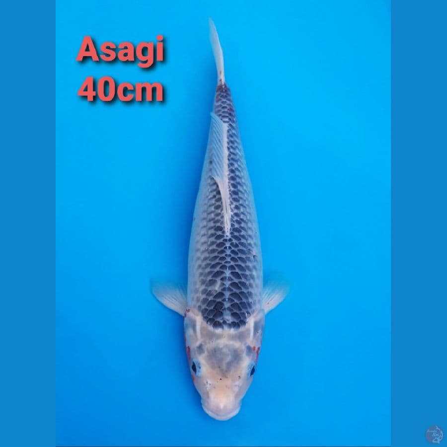 ASAGI 40CM