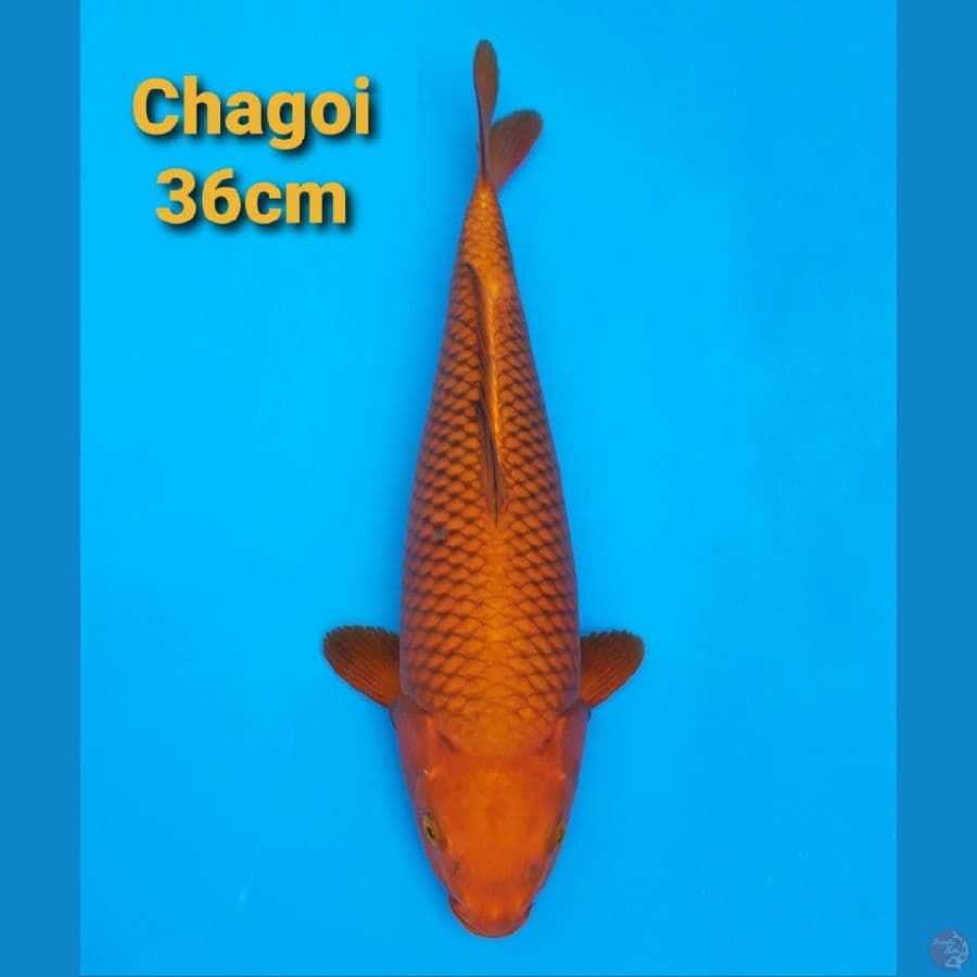 CHAGOI TEMBAGA 36CM