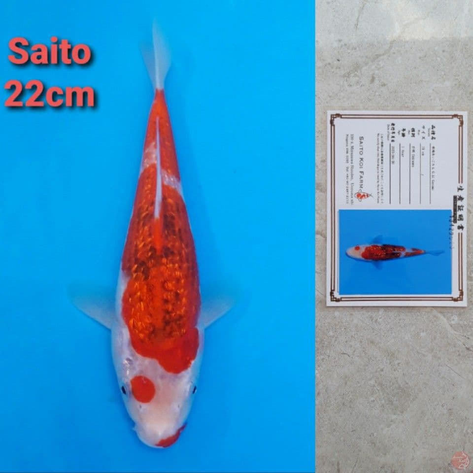 SAITO KOROMO GINRIN 22CM SERTI