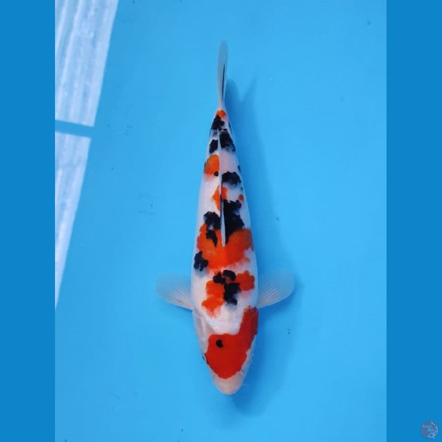 SANKE ORIGINAL 28CM - FEEMALE