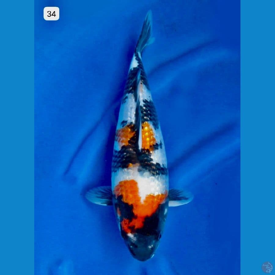 showa gingrin full male body good 34cm