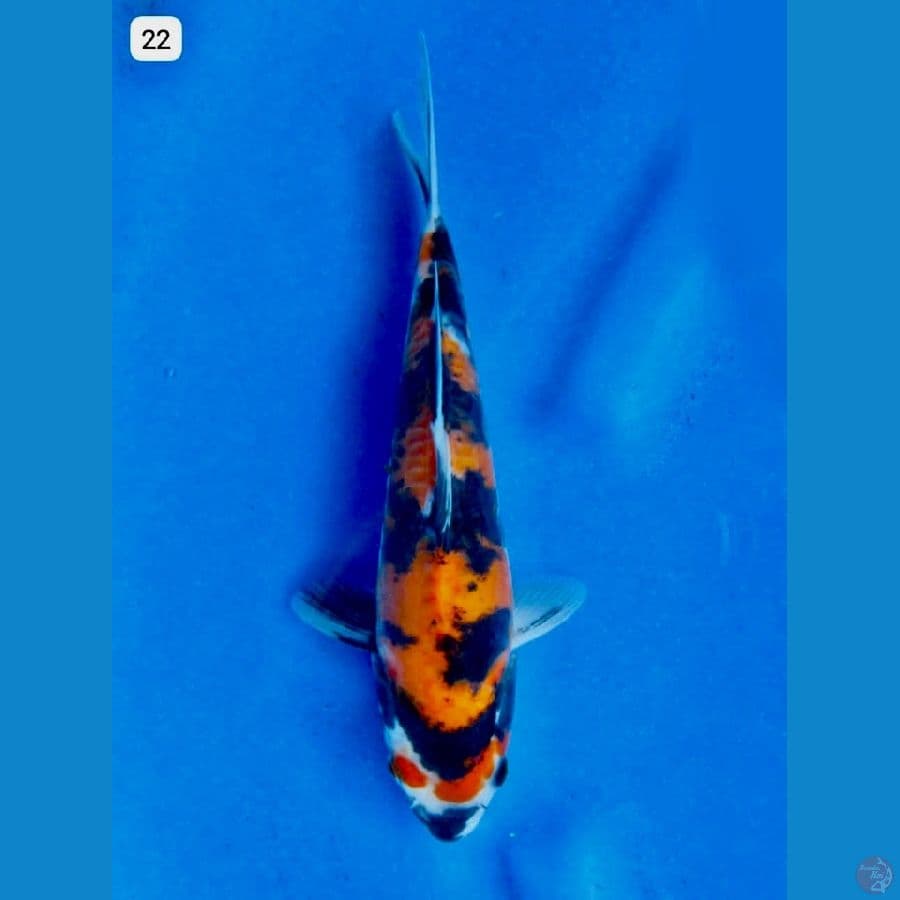 Showa doitsu murni 22cm