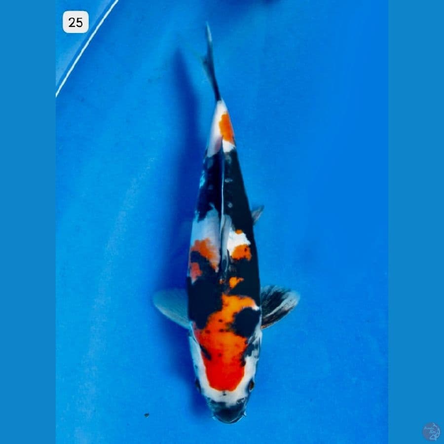 Showa doitsu 25 cm