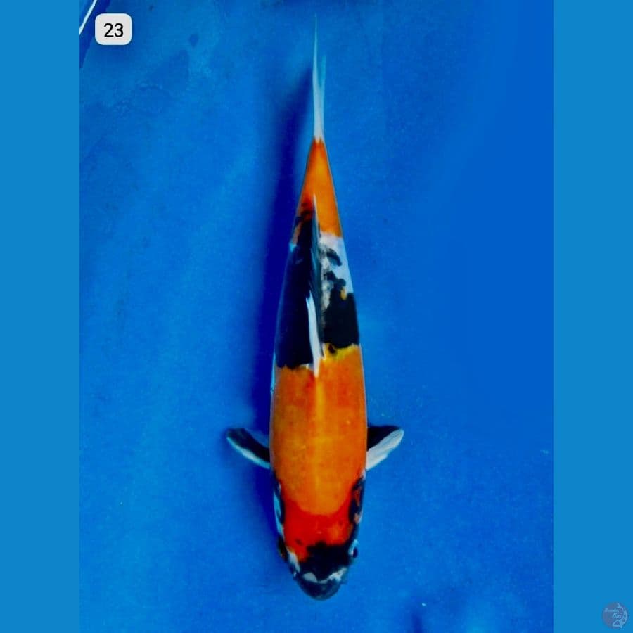 Showa doitsu 23cm