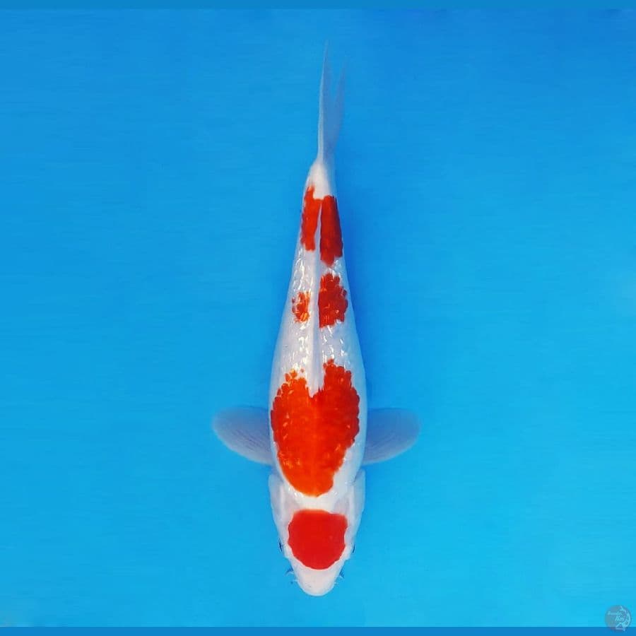 MAGOI 1 - Maruten Kohaku Gin Rin 26 cm/fm™,-