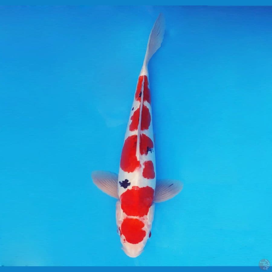 MAGOI 2 - Maruten Sanke Doitsu 39 cm/male™,-