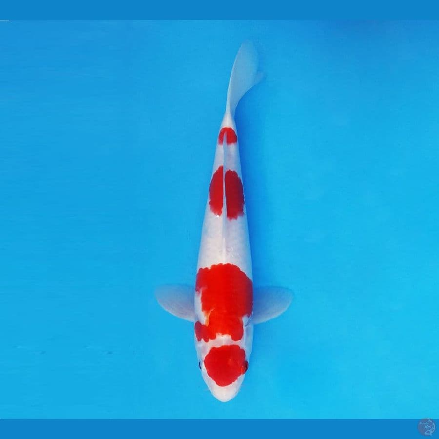 MAGOI 6 - Maruten Kohaku 27 cm/male™,-