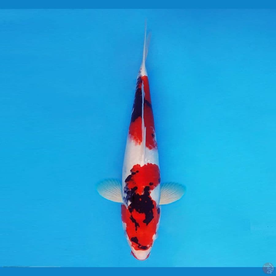 MAGOI 9 - Showa Evo 33 cm/male™,-
