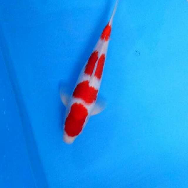 Yondan Kohaku