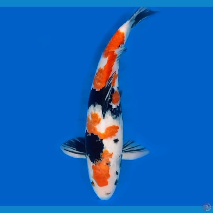 Showa Male Nocut 39cm