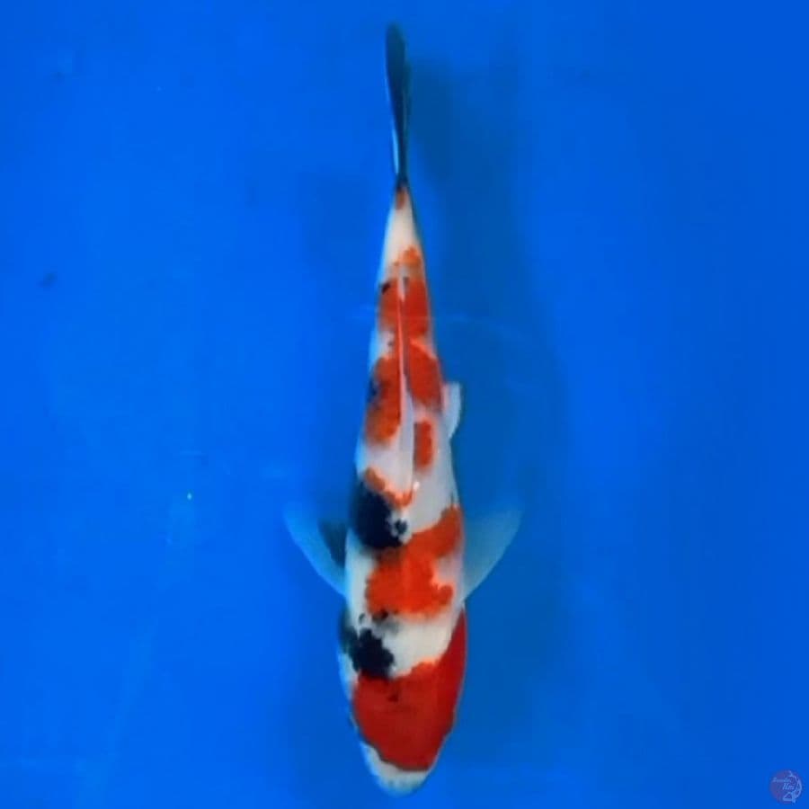 original showa 18cm
