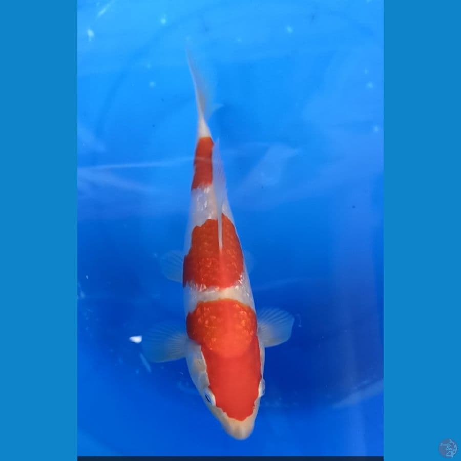 kohaku ginrin 25 cm malle
