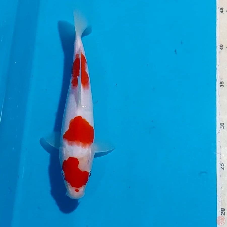 KOHAKU 22 CM