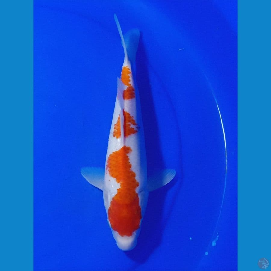 KOHAKU 30 CM