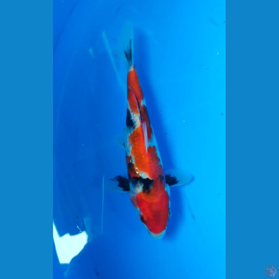 showa 15cm