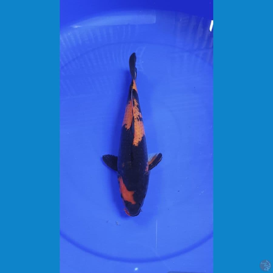 HI UTSURI 29 CM