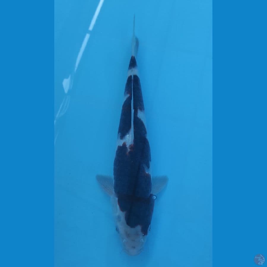 goromo 34cm/male
