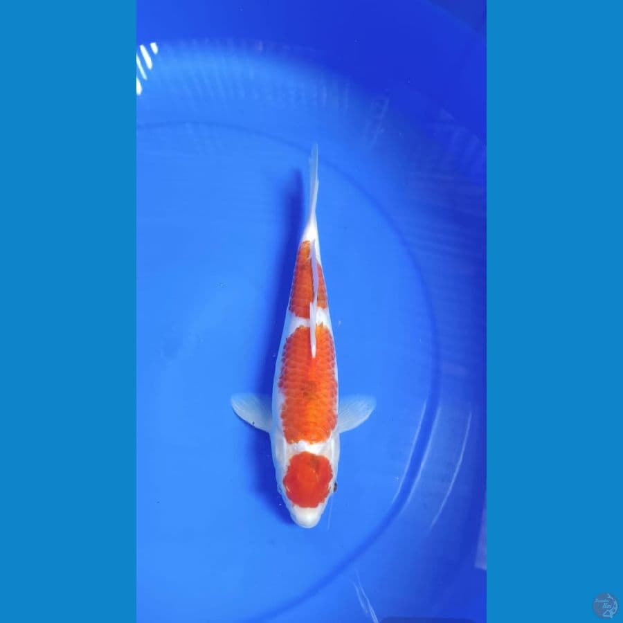MARUTEN 30 CM