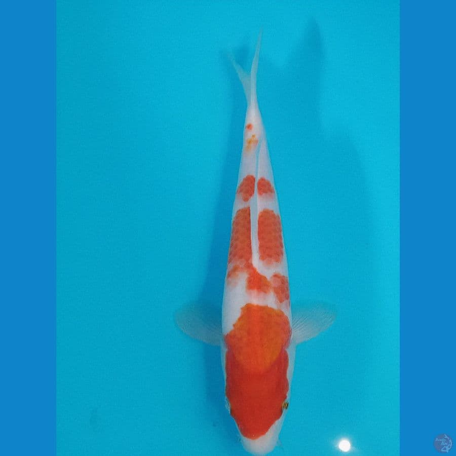KOHAKU 28 CN