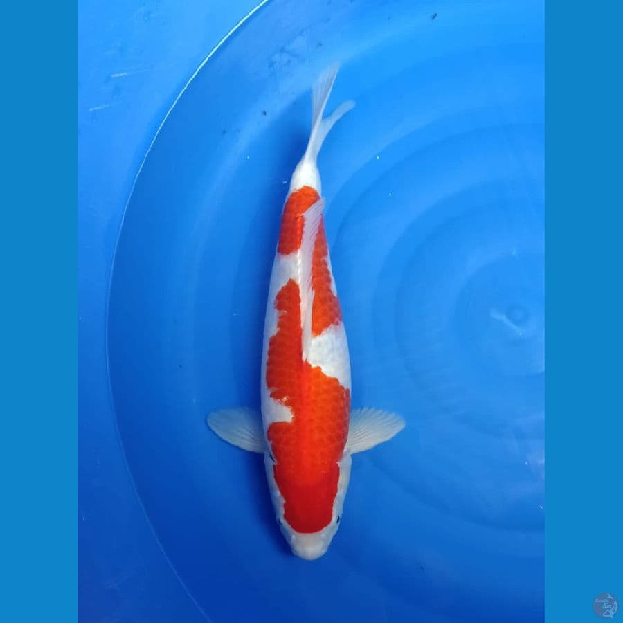 INAZUMA KOHAKU 48 CM