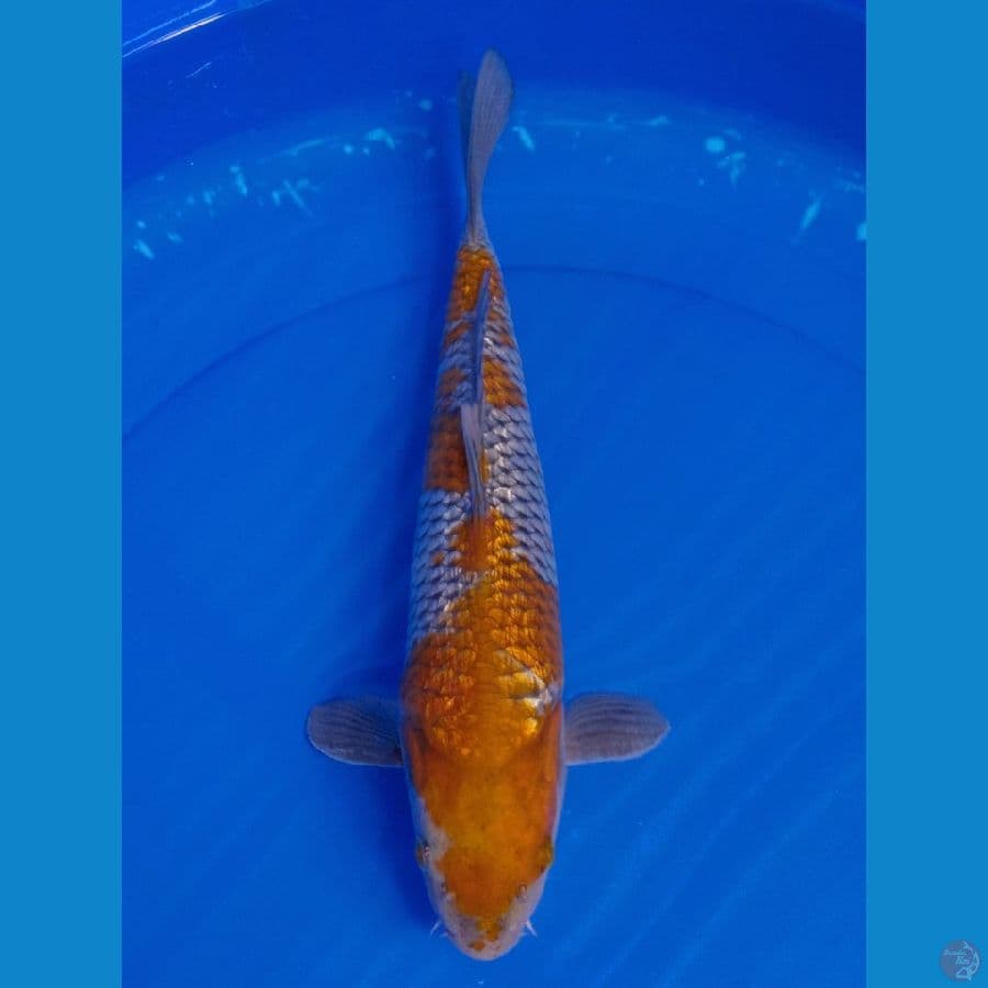 OCIBA SHIGURE GINDRIN 35 CM (MALE)