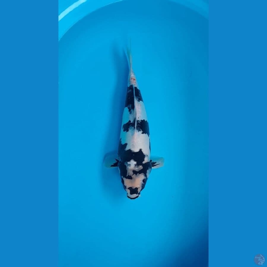 Shiro Doitsu F36CM