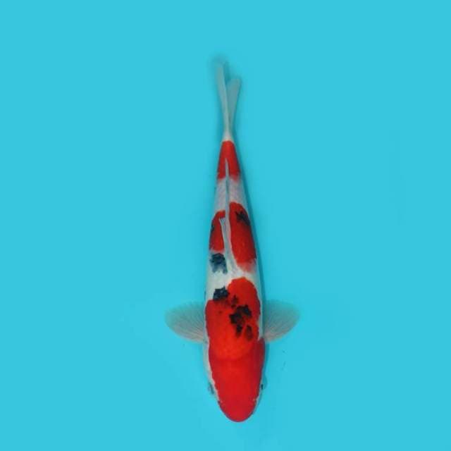 YG_SANKE_30 CM
