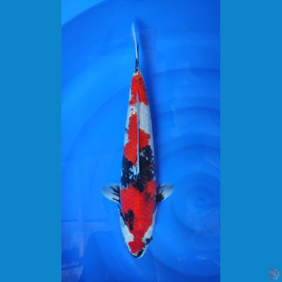 showa male 48 cm