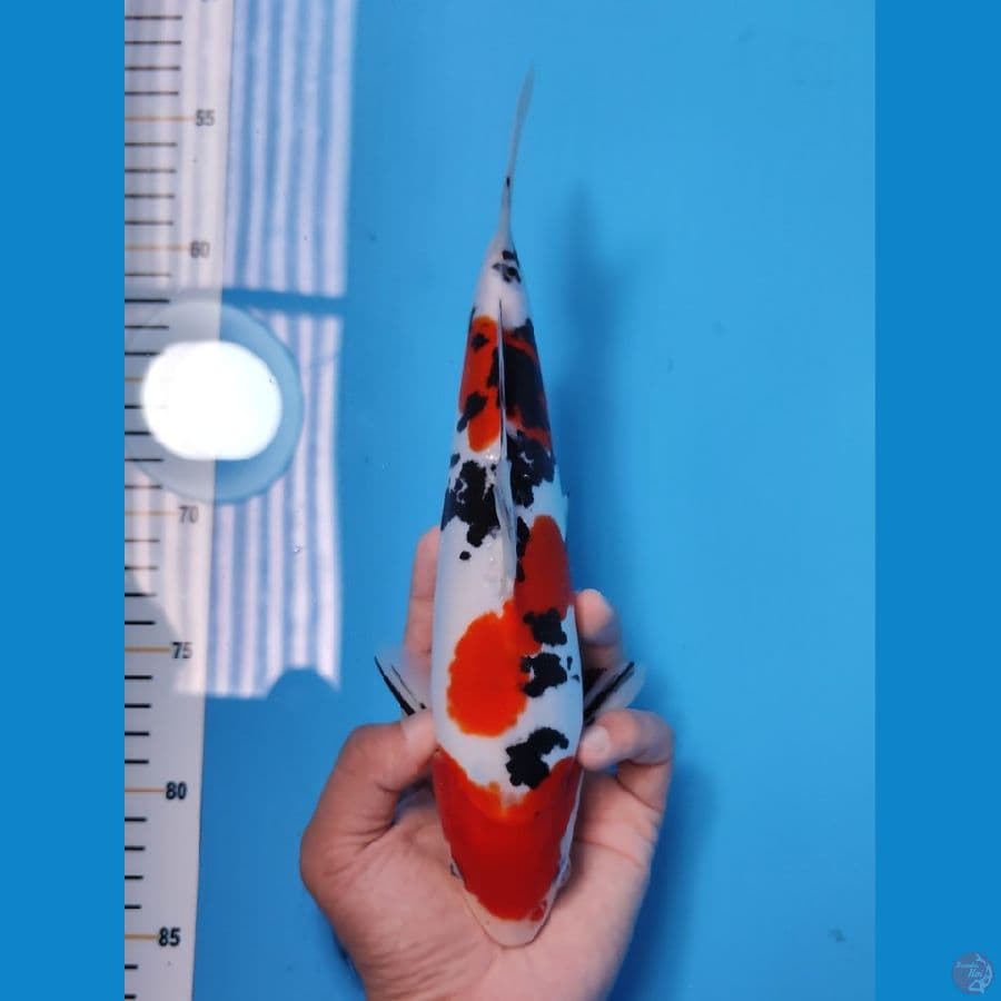 SANKE DOITSU ORI 25CM - MALE