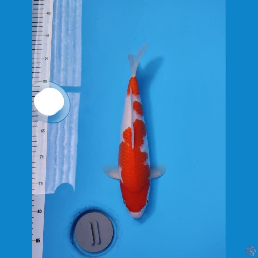 KOHAKU BAKAT JUMBO 33CM - FEEMALE