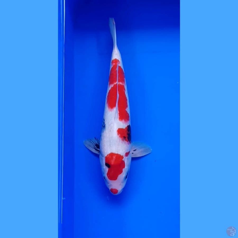showa 32 cm