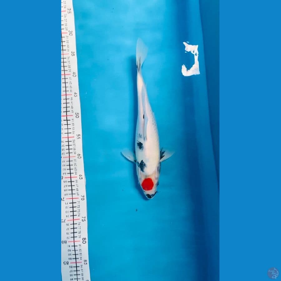 tancho showa tategoi 35 cm