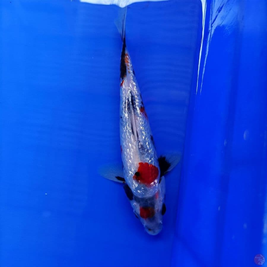 ginrin 17cm